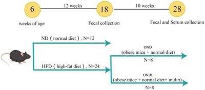 Inulin accelerates weight loss in obese mice by regulating gut microbiota and serum metabolites